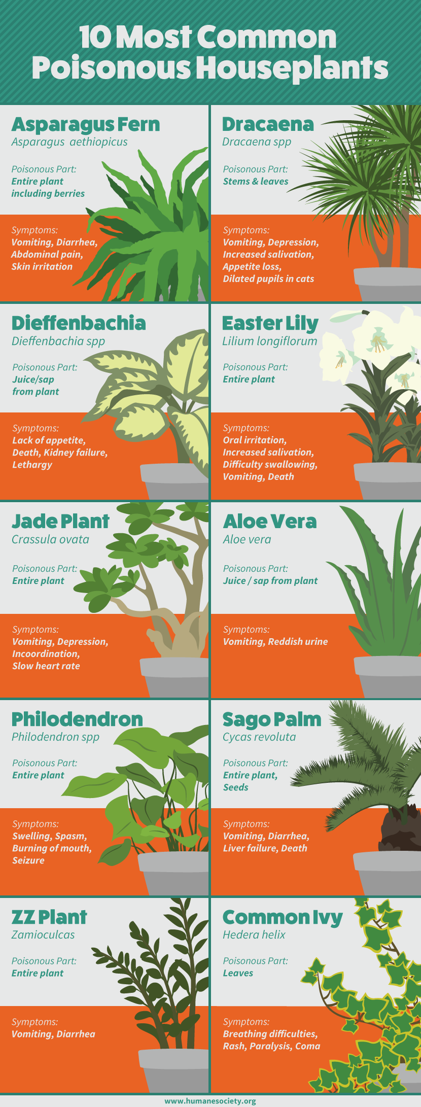 10-most-common-poisonous-houseplants