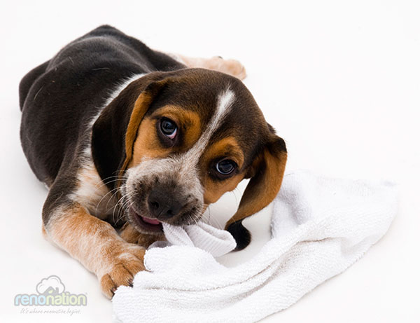 pet-friendly-home-02