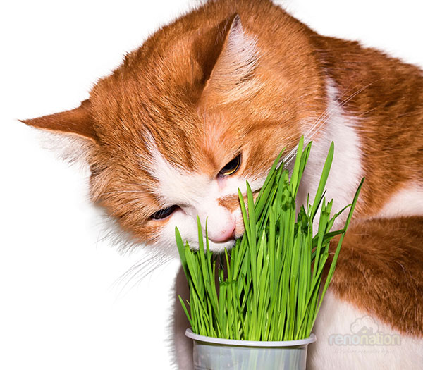 combat-dengue-catnip