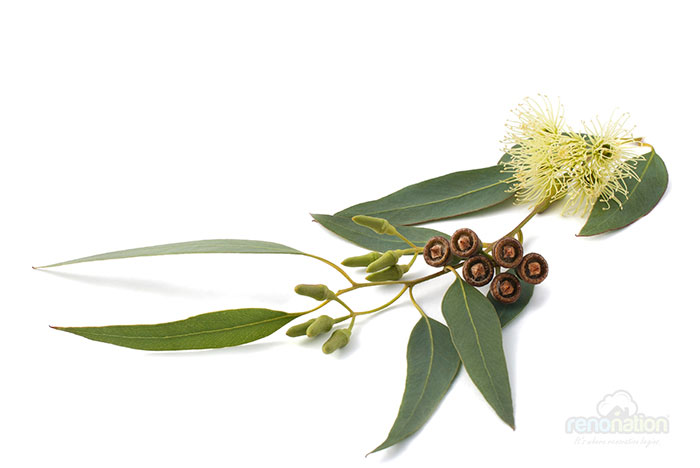 combat-dengue-eucalyptus