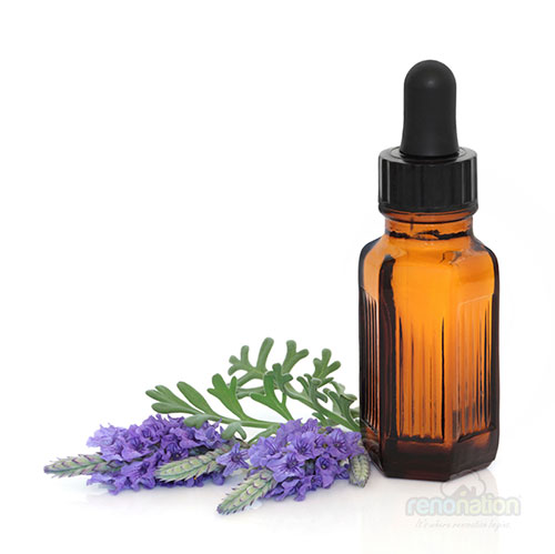 combat-dengue-lavender