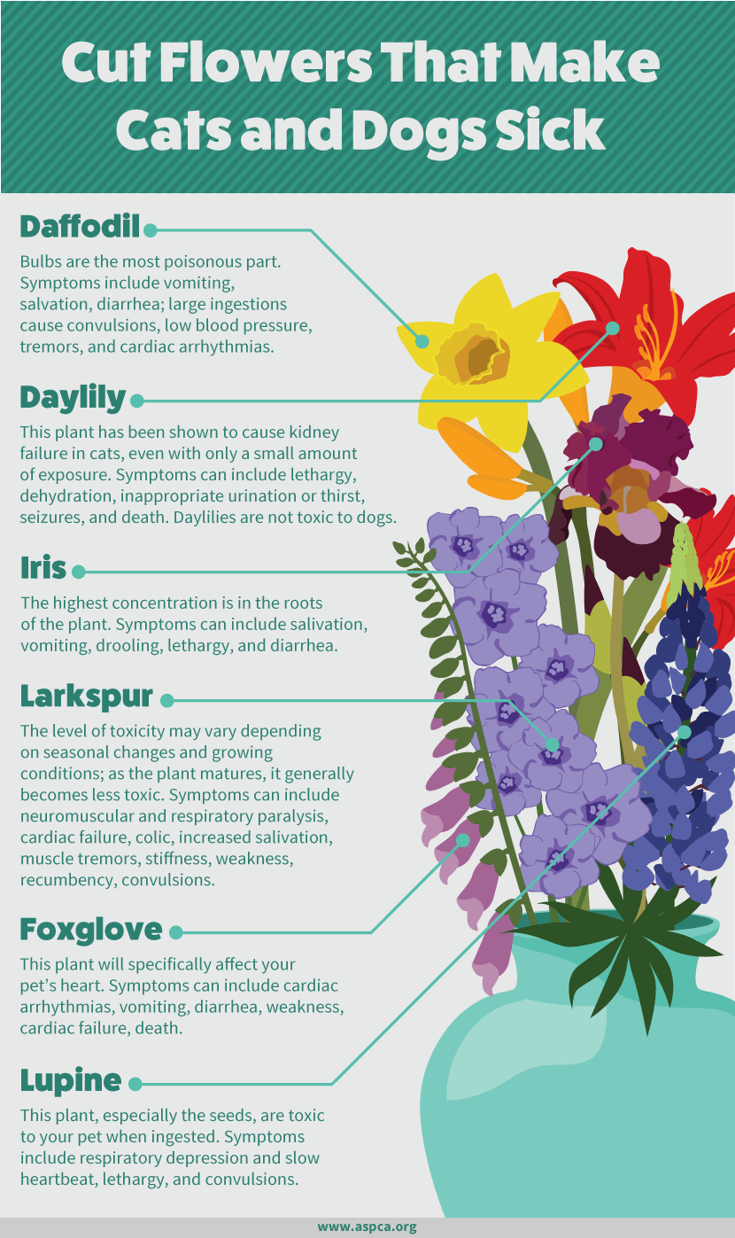 cut-flowers-that-make-dogs-and-cats-sick