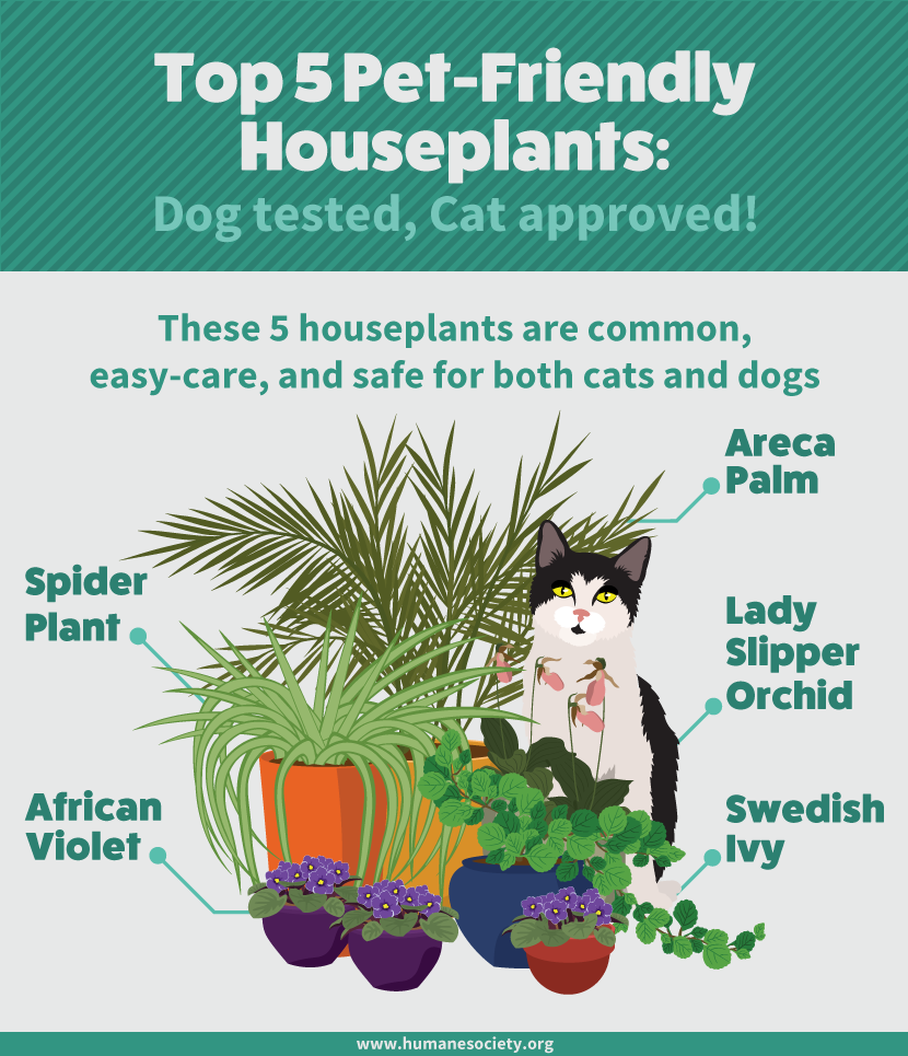 pet-friendly-houseplants